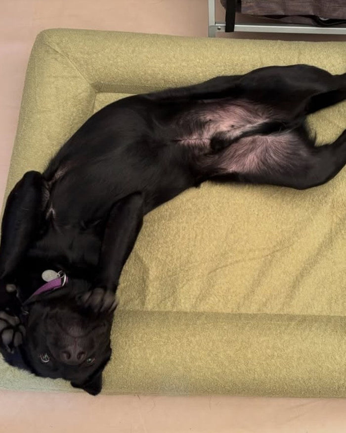 Zwarte labrador ligt op zijn rug in een olijfgroene Woefel hondenmand
