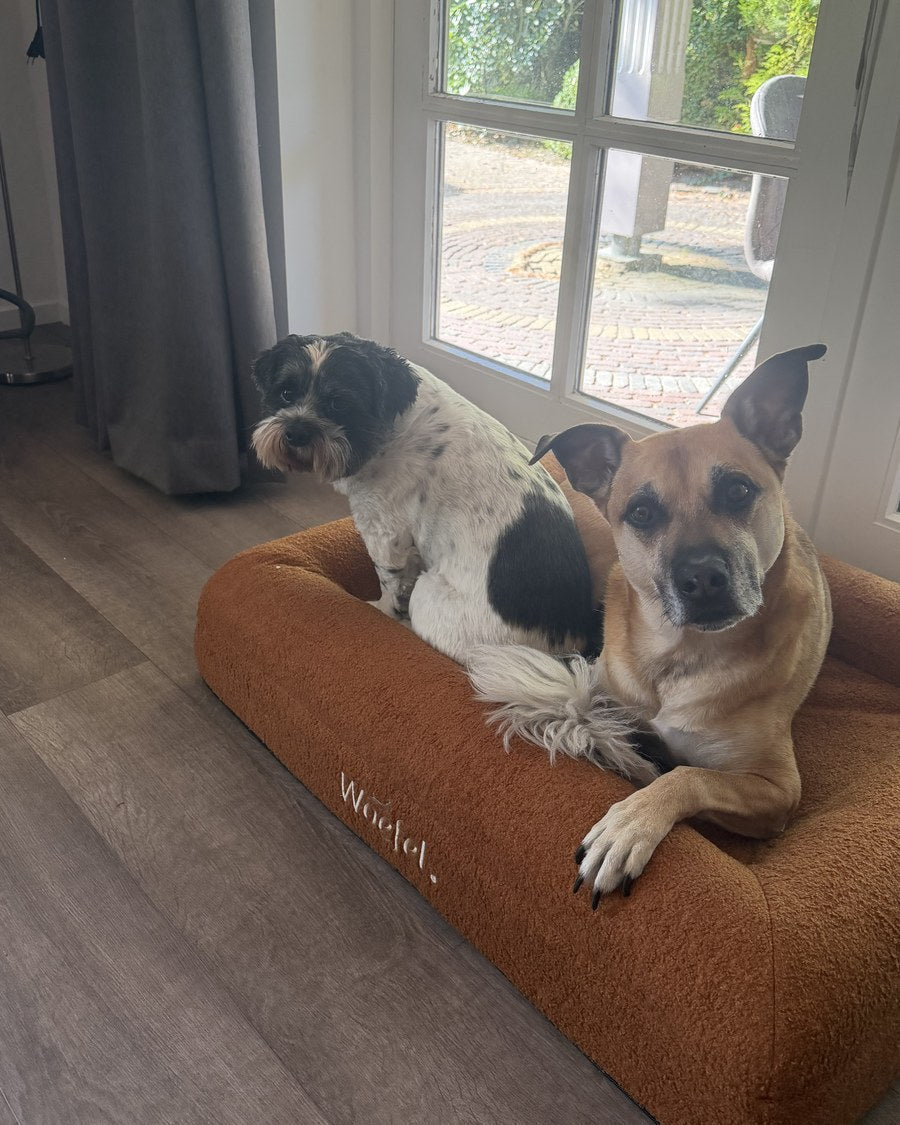 Hondenmand voor een oudere hond: waar let je op?