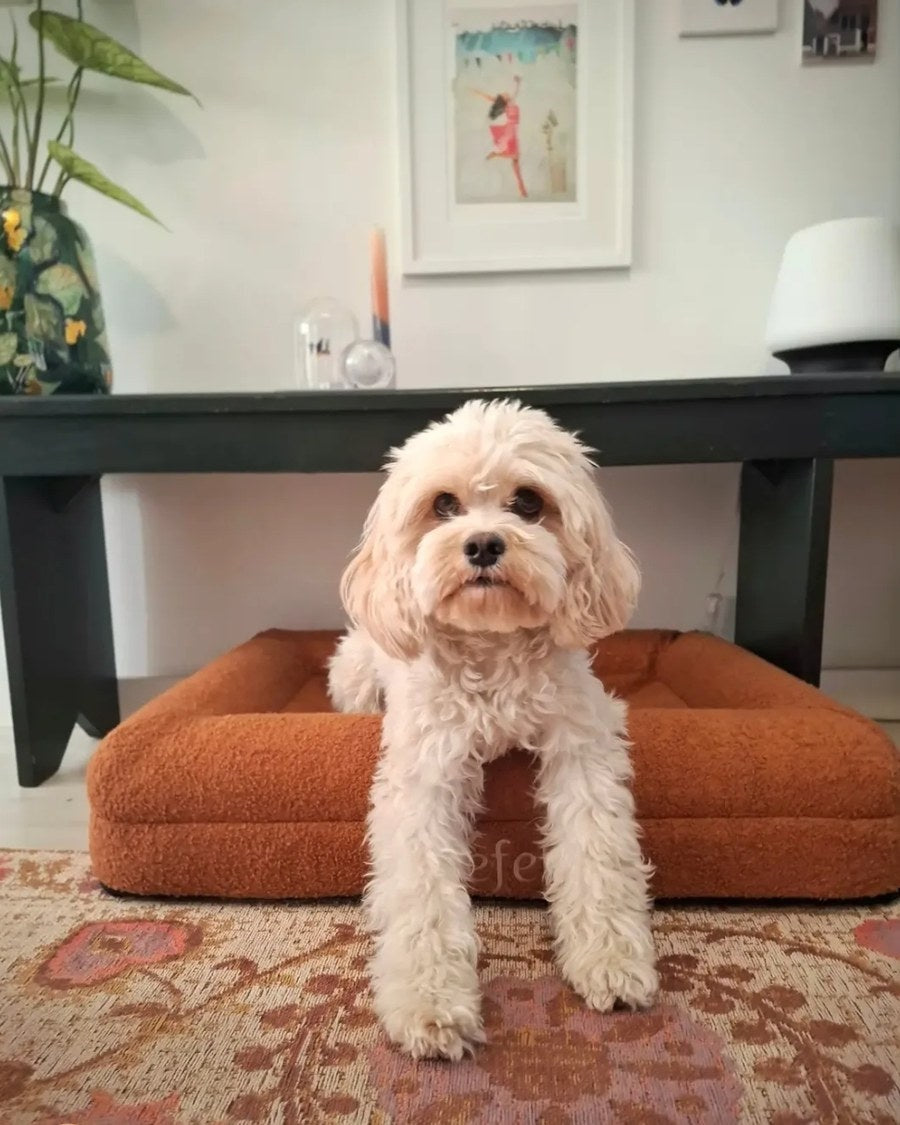 Klantfoto: witte cockapoo staat in de camel Woefel hondenmand in de woonkamer