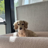 Billie op haar Woefel mand
